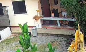 Aggressive Snake Strikes at Woman Walking at Home