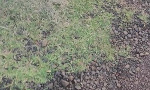 Little Boy Loses Cousin in Tight Turn on Toy Tractor