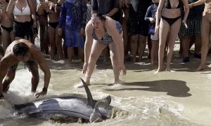 Marlin Swims to Shore and Beaches Itself