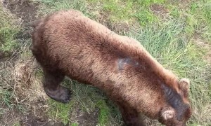 Bears Gather at Brooks Falls in Alaska