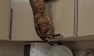 Cat Tries to Open Top Cupboard But Fails