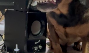 Smiling Dog Wants Some Bread