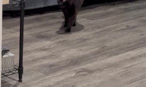 Deaf Cat's Tail Twitches at Owner's Return