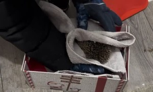Hedgehog Rescued From the Cold