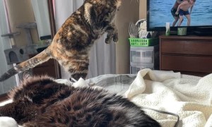 Cautious Cat Is on the Lookout