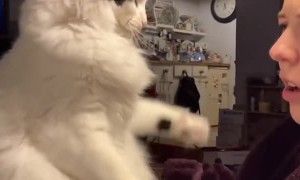 Cat Has Big Thoughts on New Year's Eve