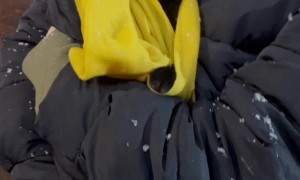 Cat Watches The Snow With Wide Eyes