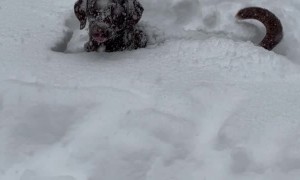 Dog Tries to Play Fetch in a Blizzard