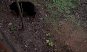 Black Bear Family Climbs Around on Truck Trying to Find Food