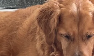 Buddy the Dog Locks Angus the Cat in the Shower