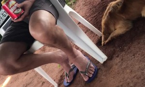 Dog Digs Hole, Toppling Chair