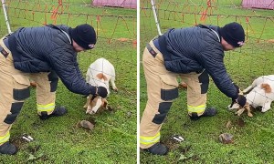Firefighter rescues goat stuck in fence