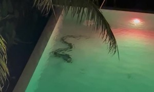 Giant Snake in the Pool