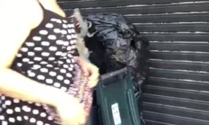 A Strange Street Rat