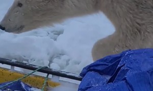 A Close Polar Bear Encounter
