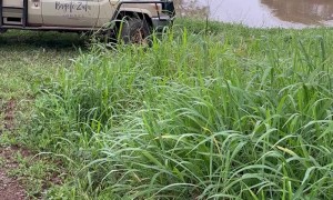 Old Lion Walks Past Vehicle on Game Reserve