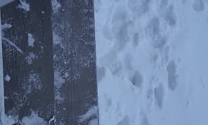 Sharing a Snack with a Deer