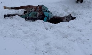 Horse Gets Stuck in the Snow
