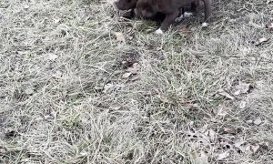 Puppies Unexpectedly Found Found on Remote Trail