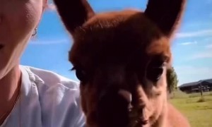 Adorable alpaca makes the cutest appearance on camera 