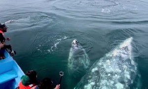  Magical encounter with dancing grey whales in Baja, California 