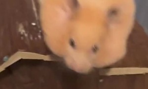 Hamantha the Hamster Tries to Leave Enclosure with Full Cheeks