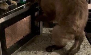 Cat Is Not Happy With Child Lock