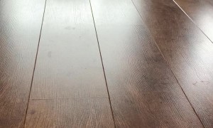 Ragdoll Kitten and her Toy