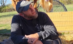Goat Grabs Guy's Hat