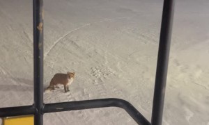 Chilly Fox Refuses To Move For Snow Plow