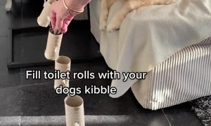Fun Enrichment for Doggos