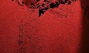 Rescuing Baby Turtles Who Fell Into a Hole on Their Way to the Sea