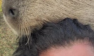 Leonardo DiCapybara Wants to Say Hello