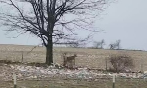 Deer Fails to Stick the Landing