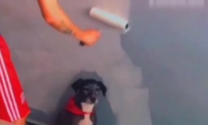 Parked Pooch Prevents Painting of Walls