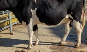 Farmers Rescue Cow That Slipped Through Rotary Dairy