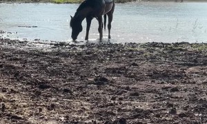 Horsing Around in the Pond