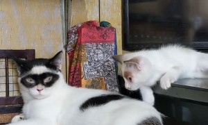 Cat Looks Like It's Wearing Zorro Mask