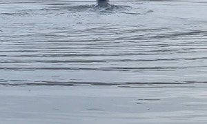 Seal Catches and Eats an Octopus