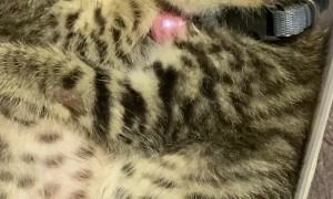 Kittens Nap in Food Container