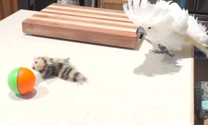 Cockatoo Doesn't Like Toy Weasel