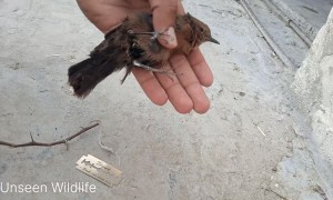 Rescuing a Bird Tangled on a Stick with String