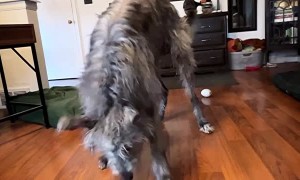 Deerhound Dances for Joy When Given Treat