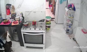 Dog Downs Meat While Back is Turned