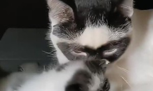 Father and Daughter Cats Share the Same 'Mask'