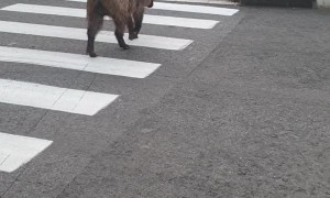 Boar Learned to Use Crosswalks in Israel