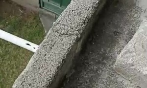 Cat Recreates Iconic Scene From Lion King on Balcony