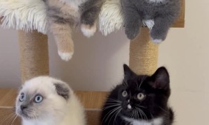 Kittens Watch in Unison