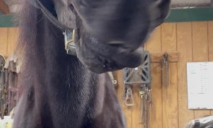 Karl The Show Horse Jokester