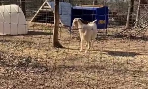 Goat Gambols Over the Gate